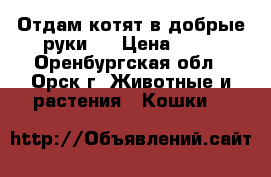 Отдам котят в добрые руки.  › Цена ­ 10 - Оренбургская обл., Орск г. Животные и растения » Кошки   